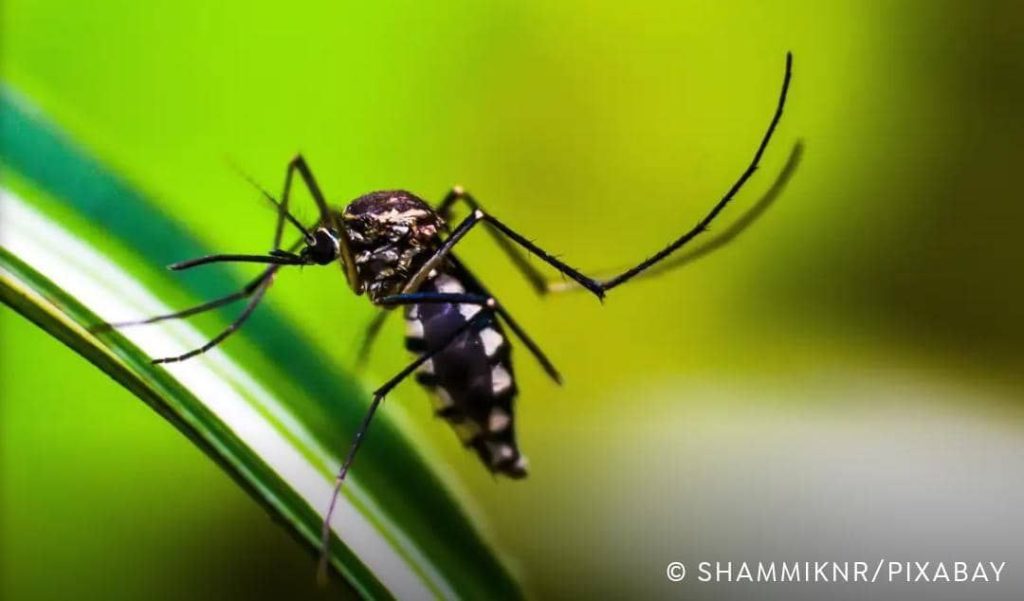 Vacuna contra chikunguña se suma al sistema de salud público. Foto: © shammiknr/Pixabay