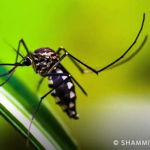 Vacuna contra chikunguña se suma al sistema de salud público. Foto: © shammiknr/Pixabay