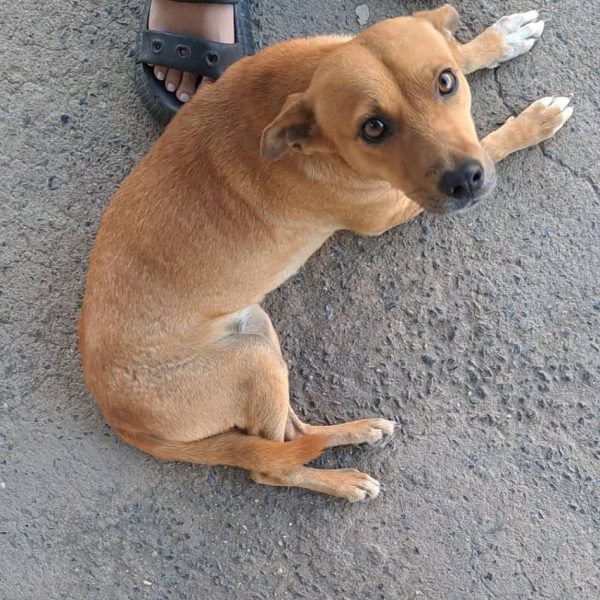 Alarma en Puerto Ordaz por el aumento de casos de envenenamiento de perros