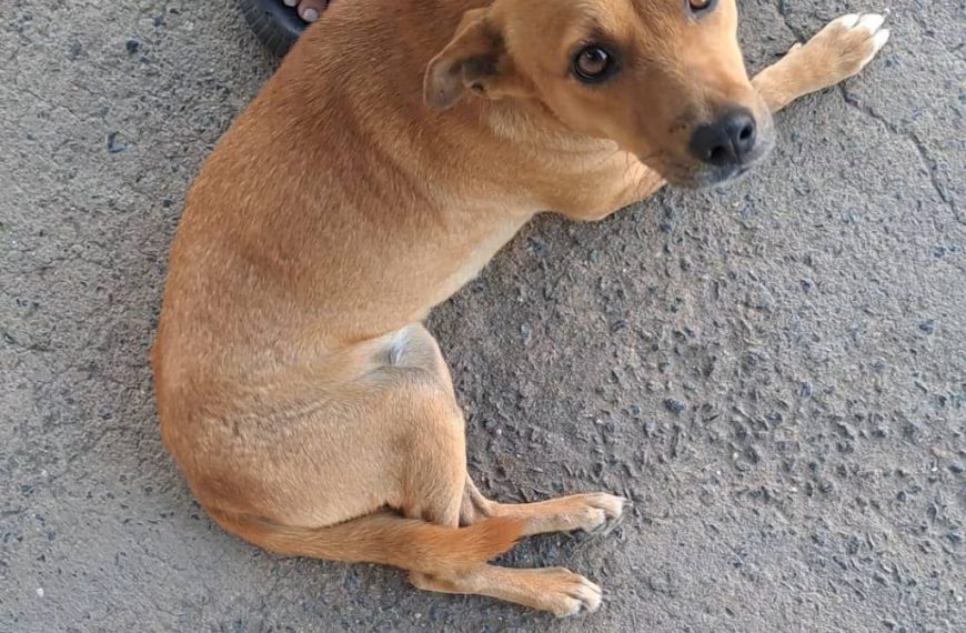 Alarma en Puerto Ordaz por el aumento de casos de envenenamiento de perros