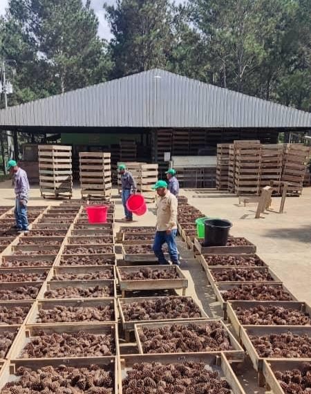 Maderas del Orinoco inicia Plan de Producción de Semilla 2025