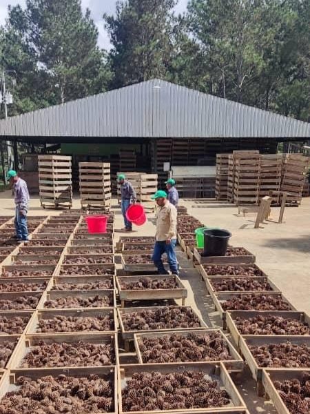 Maderas del Orinoco inicia Plan de Producción de Semilla 2025