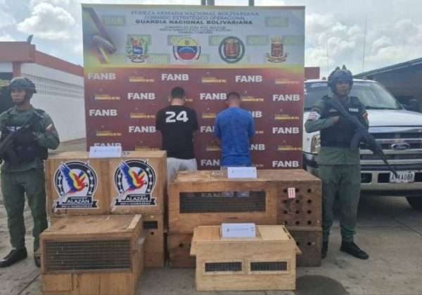 Detenidos en Bolívar por tráfico de 11 monos protegidos