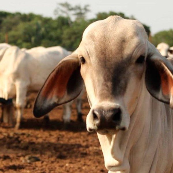 Fedenaga exige un plan ganadero nacional con alianza total entre Estado y productores