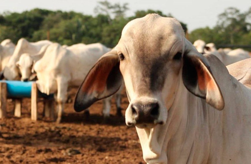 Fedenaga exige un plan ganadero nacional con alianza total entre Estado y productores