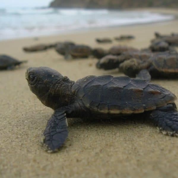 Protección de la biodiversidad y los ecosistemas marinos son materias prioritaria del Proyecto Nuestras Costas, Nuestro Futuro