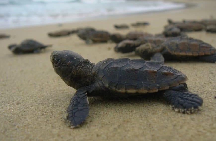Protección de la biodiversidad y los ecosistemas marinos son materias prioritaria del Proyecto Nuestras Costas, Nuestro Futuro